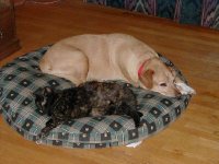 35-68172-buddies2.jpg