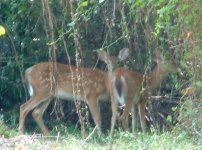 35-68623-twins-b.jpg