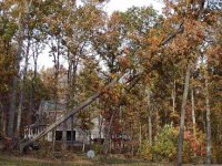 331980-tree.jpg