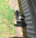 288345-PoleCats - All 3.JPG