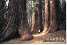 8-69044-YosBigTrees-sm.jpg