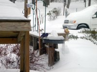 239758-bluebirds.jpg