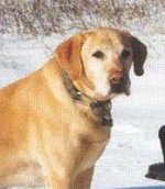 8-136247-scout.jpg