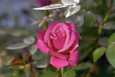 332358-rose1f.jpg