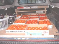 6-190696-tomatoes.jpg