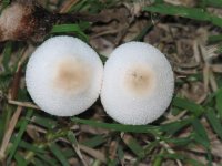 Mushrooms, Sep 08 036 (Small).jpg