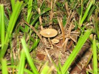 Mushrooms, Sep 08 049 (Small).jpg