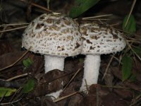 Mushrooms, Sep 08 052 (Small).jpg