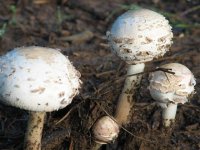Mushrooms, Sep 08 063 (Small).jpg