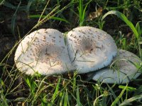 Mushrooms, Sep 08 068 (Small).jpg