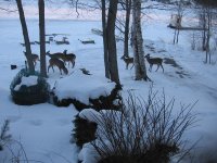 Santa leaves his deer out front.JPG