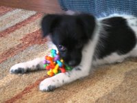 C Puppy.JPG C Puppy.JPG
