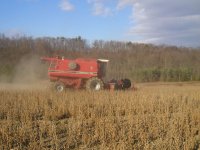 Combining soybeans.jpg
