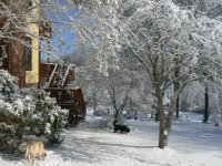 dogs snow.JPG