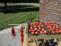 Tomatos & Peppers Sun Drying.jpg
