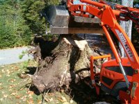 CK20 lifts a big stump.JPG
