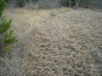 mower.JPG