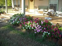 yard-flowers (5).JPG