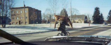 deer bike.JPG