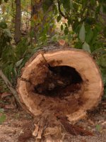timber1 003.JPG