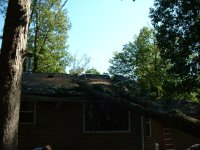 Timber !!!! 023.JPG
