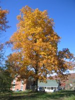 IMG_2582 (450 x 600).jpg