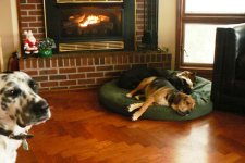 dogs fireplace.JPG