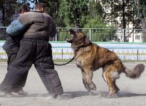 Caucasian_Ovcharka_Attacking.jpg