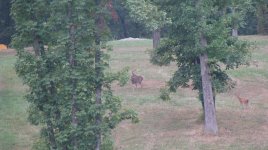 IMG_0125.jpg