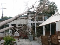 House on tree.jpg