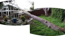 Tree.jpg
