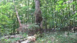 IMG_0151.jpg