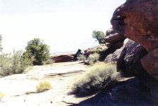Utah bear.jpg