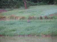 Grey Fox, Sep 08 011 (Small).jpg