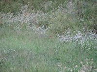 Grey Fox, Sep 08 025 (Small).jpg