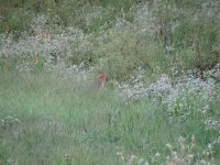 Grey Fox, Sep 08 026 (Small).jpg