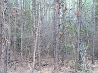 IMG_0461.JPG