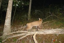 BOBCAT.JPG