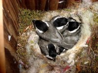 Chik5baby2 resize.jpg