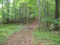 woods path.jpg
