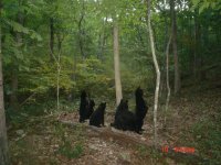 bears - LH.JPG