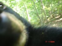 Bear - Close.JPG