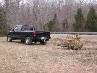 stump.jpg