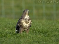 Common-Buzzard1.jpg