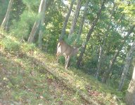 deer.JPG