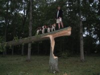 Nate and dogs on oak.jpg