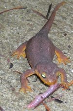 Newt_eating2.JPG