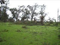 water_oak_Gustav_downed.JPG