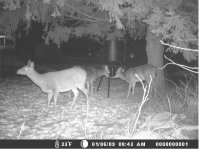 deerfeeder1.jpg