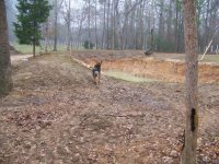 2-13-09 Booger checking out rye grass on dam.jpg